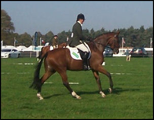 Blacklaw Thymelord Dressage